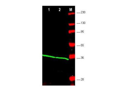 WB - PCNA / Cyclin Antibody (Internal) ALS11344