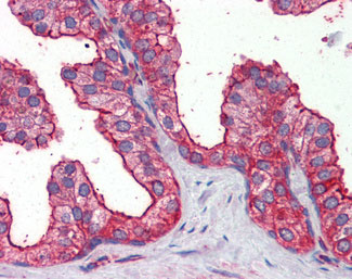 IHC - MAP3K7 / TAK1 Antibody (aa563-579) ALS12949