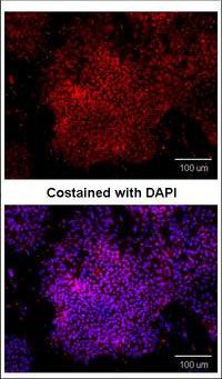 IF - POU5F1 / OCT4 Antibody ALS13232