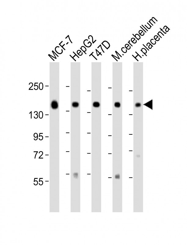 WB - GLG1 Antibody (C-term) AP9839b