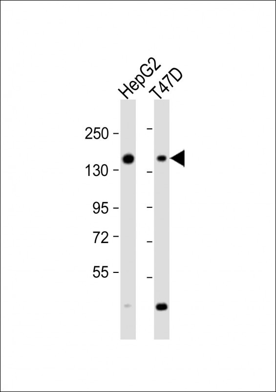 WB - GLG1 Antibody (C-term) AP9839b