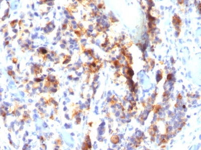 IHC -  MUC5AC (Mucin 5AC / Gastric Mucin) Antibody - With BSA and Azide AH10610-20