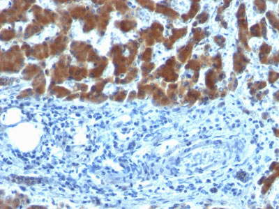 IHC -  Retinol Binding Protein-1 (RBP1) Antibody - With BSA and Azide AH10711-20