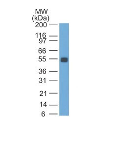 WB -  Ep-CAM / CD326 (Rat) (Epithelial Marker) Antibody - Bioreactor Concentrate  AH10971-01