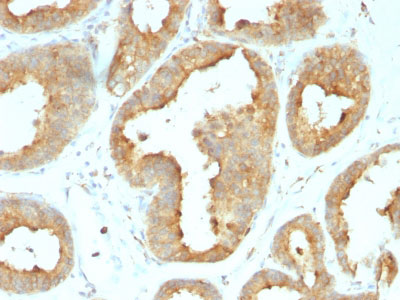 IHC -  GRP94 / HSP90B1 (Endoplasmic Reticulum Marker) Antibody - With BSA and Azide AH12453-20