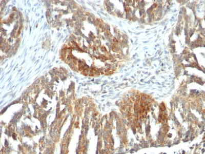 IHC -  VEGF (Vascular Endothelial Growth Factor) Antibody - With BSA and Azide AH12509-20