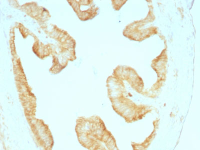 IHC -  Cytokeratin, Multi (Epithelial Marker) Antibody - With BSA and Azide AH12920-20