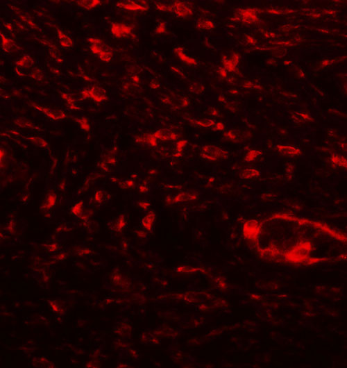 IF - SPP1 Antibody ASC11685