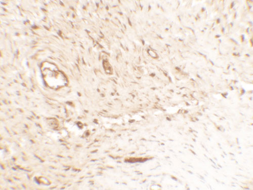 IHC - SPP1 Antibody ASC11685