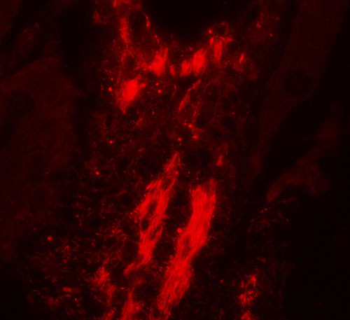 IF - Vinculin Antibody  ASC11704