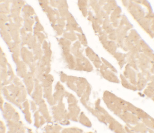 IHC - Vinculin Antibody  ASC11704