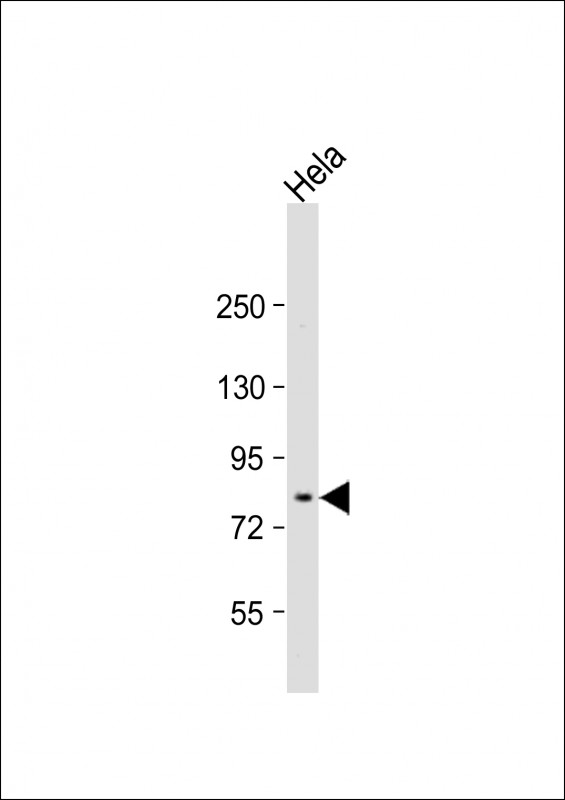 WB - MFN2 Antibody (Center) AP8840c