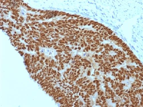 IHC-P - Anti-CDX2 (GI Epithelial Marker) Antibody AH13083-20