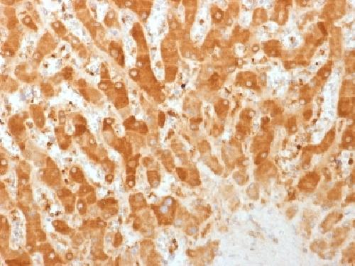 IHC-P - Anti-Connexin 32 (Gap Junction Protein) Antibody AH13267-20