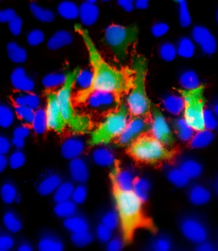 IF - GFP Tag Antibody AM1009A