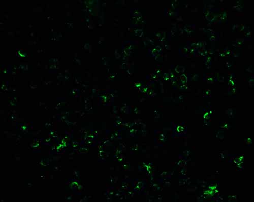 IF - Vinculin Antibody ASC12055