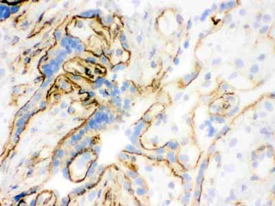 IHC - Anti-Vinculin Antibody (Monoclonal, hVIN-1) ABO10486