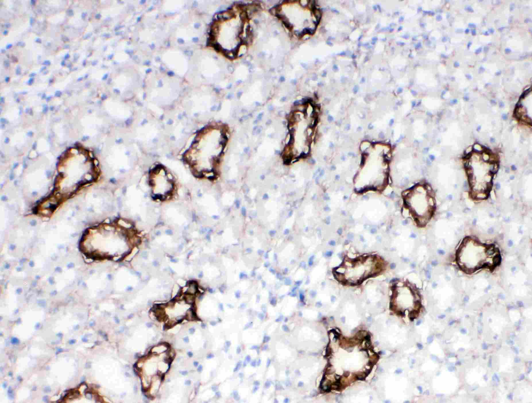 IHC - Anti-Aquaporin 3 Antibody ABO10807