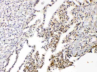 IHC - Anti-Aquaporin 3 Antibody ABO10807