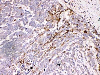 IHC - Anti-Aquaporin 3 Antibody ABO10807