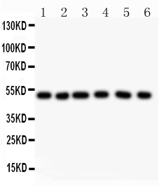  - Anti-GFAP Picoband Antibody ABO11794