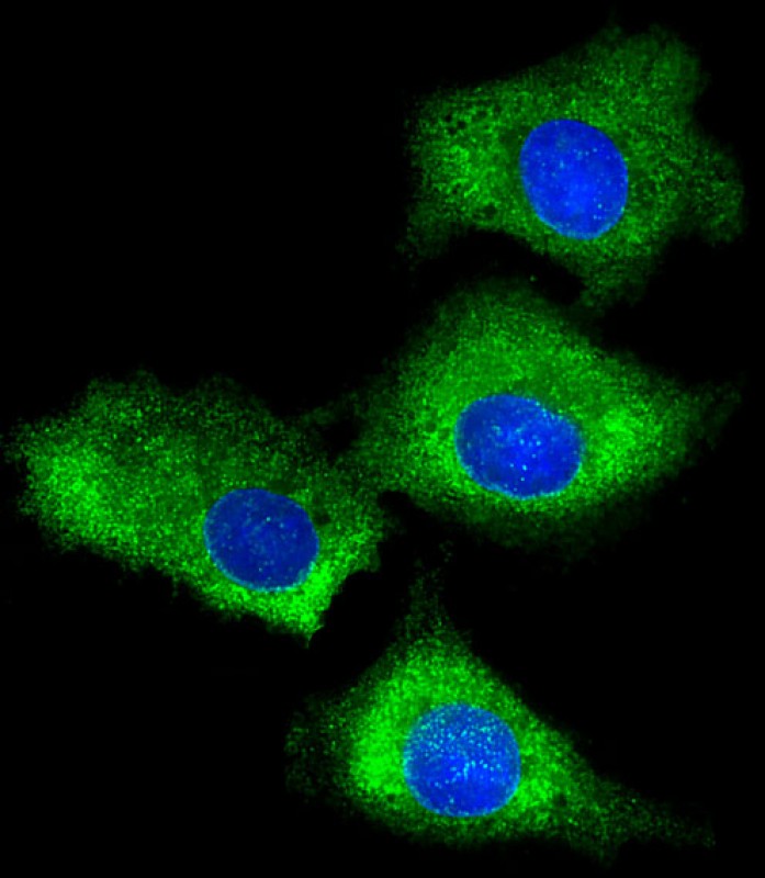 IF - RPS7 Antibody (C-Term) AP22078b