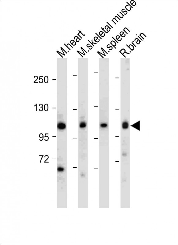 WB - Mouse Csf1r Antibody (C-term) AP13911b