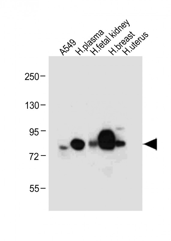 WB - LTF Antibody AP8698A