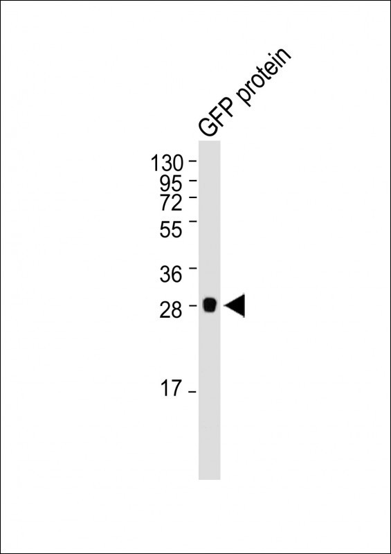 WB - GFP Tag Antibody AM1009A