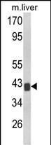 WB - TOB1 Antibody (N-term) AP8571a