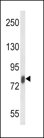 WB - LTF Antibody AP8698A