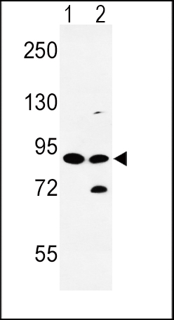 WB - SLC8A1 Antibody (Center) AP8939C