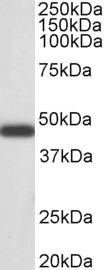 WB - Goat Anti-Smooth muscle alpha-actin Antibody AF2010a