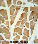 IHC-P - GLG1 Antibody (C-term) AP9839b