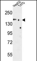 WB - GLG1 Antibody (C-term) AP9839b