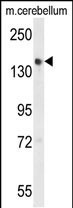 WB - GLG1 Antibody (C-term) AP9839b