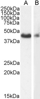 WB - Goat Anti-Smooth muscle alpha-actin Antibody AF2010a