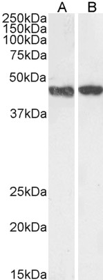 WB - Goat Anti-Smooth muscle alpha-actin Antibody AF2010a