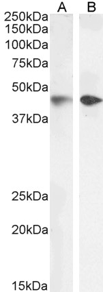 WB - Goat Anti-Smooth muscle alpha-actin Antibody AF2010a