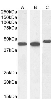  - Goat Anti-Smooth muscle alpha-actin Antibody AF2010a