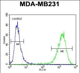 FC - CF150 Antibody  (Center) AP10510c