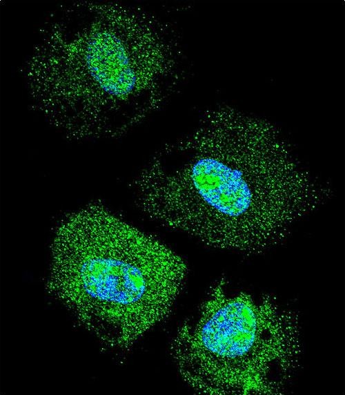 IF - FAM218A Antibody (C-term) AP11347b