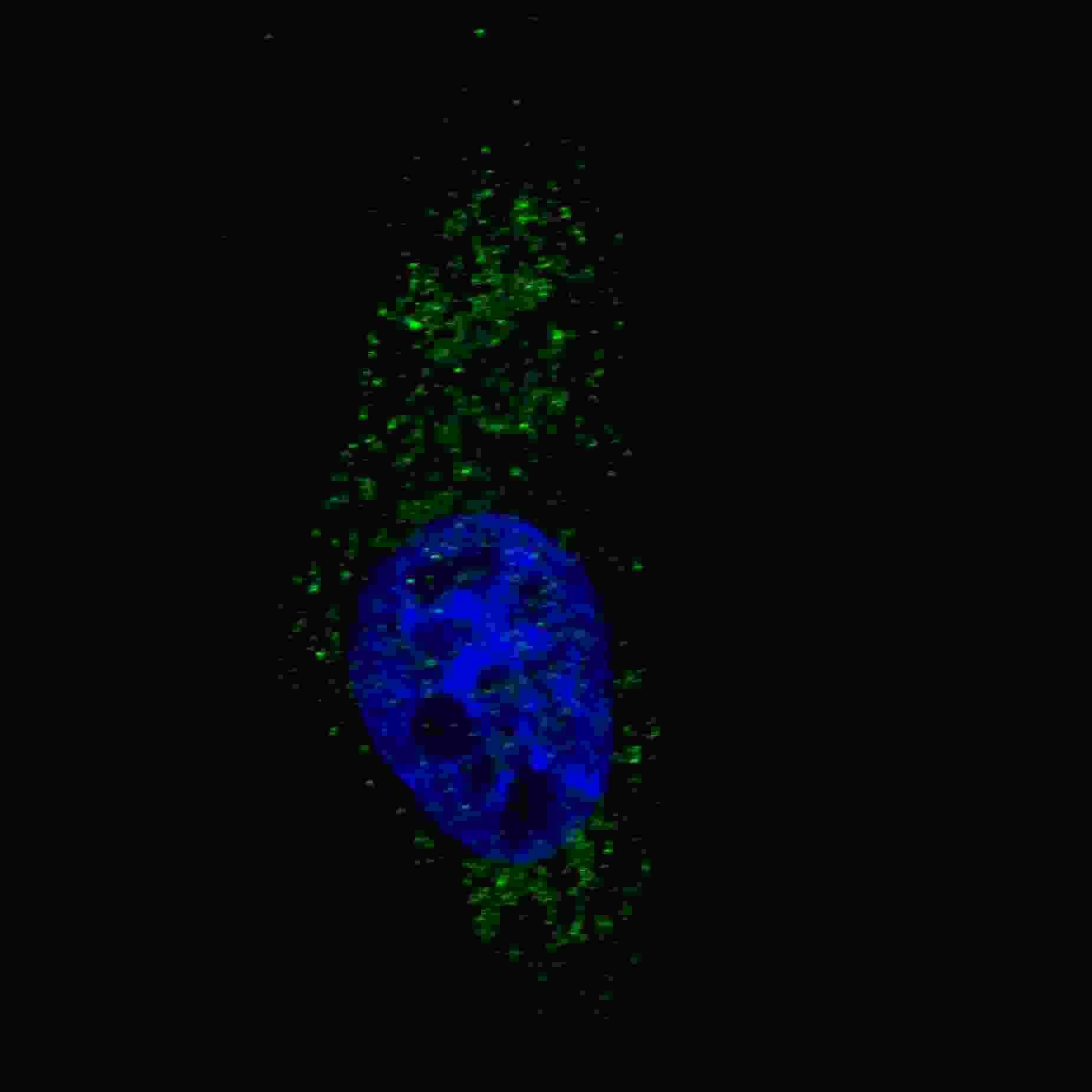 IF - LC3 Antibody (APG8A) (N-term) AP1801A