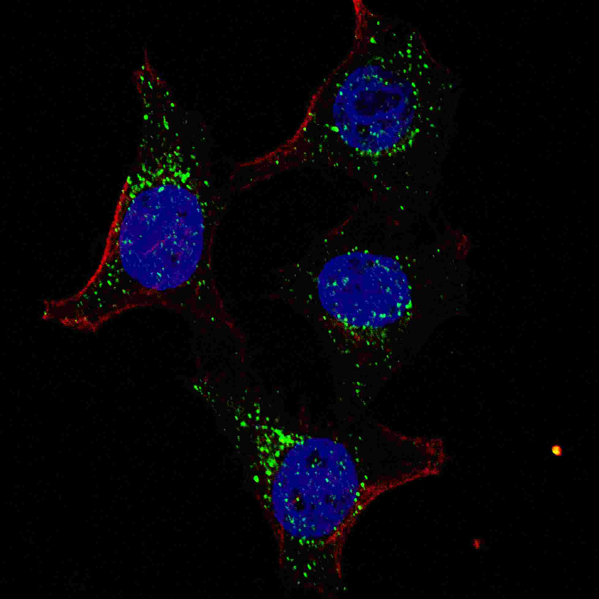 IF - PDK4 Antibody (C-term) AP7041B