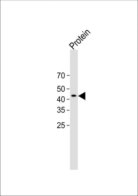 WB - HIS Tag Antibody, HRP Conjugate AM8499b