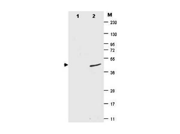  - Anti-SUMO (MOUSE) Monoclonal Antibody ASR4159