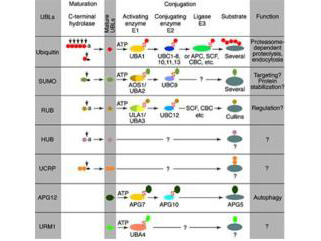  - Anti-APG12 (RABBIT) Antibody ASR4393