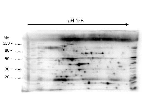  - Anti-Low Molecular Weight E.Coli Protein Host Cell Protein (HCP) Antibody ASR4479