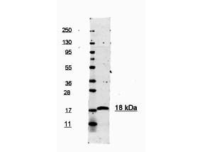  - Anti-Human IL-1ß (RABBIT) Antibody Peroxidase Conjugated ASR4953