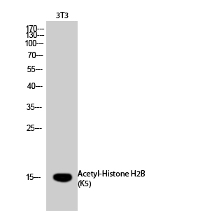  - Histone H2B (Acetyl Lys5) Polyclonal Antibody AP63200